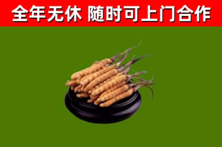 孝南区回收散虫草