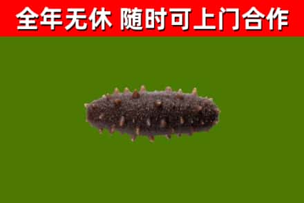 孝南区回收海参干